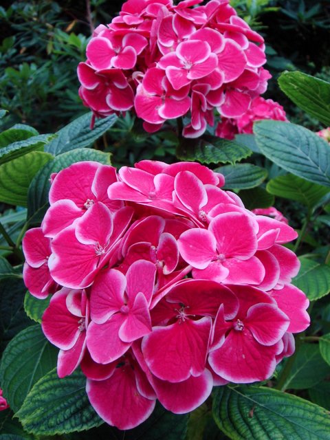 Hydrangea macrophylla 'Harlequin' fleur
